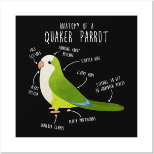 Green Quaker Anatomy Posters and Art